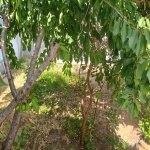 Satılır 4 otaqlı Həyət evi/villa, Bülbülə qəs., Suraxanı rayonu 8