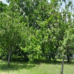 Kirayə (günlük) 2 otaqlı Həyət evi/villa İsmayıllı 17