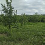 Kirayə (günlük) 3 otaqlı Həyət evi/villa Qusar 6