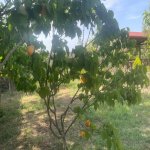 Kirayə (aylıq) 4 otaqlı Bağ evi, Fatmayi, Abşeron rayonu 33