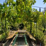 Kirayə (günlük) 6 otaqlı Bağ evi, Fatmayi, Abşeron rayonu 14
