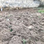 Satılır Torpaq, Novxanı, Abşeron rayonu 3