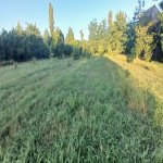 Satılır Torpaq Qəbələ 5