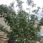 Satılır 3 otaqlı Həyət evi/villa, Binə qəs., Xəzər rayonu 17