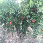 Продажа 7 комнатная Дома/Виллы, Мярдякан, Хязяр район 18