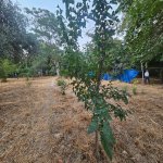 Продажа Участок, Горадиль, Абшерон район 2