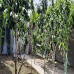 Kirayə (günlük) 3 otaqlı Həyət evi/villa, Mərdəkan, Xəzər rayonu 12