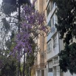 Satılır 2 otaqlı Köhnə Tikili, Əhmədli metrosu, Əhmədli, Xətai rayonu 12