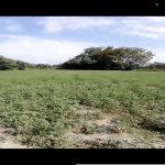 Satılır Torpaq Şəki 3