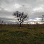 Satılır Torpaq, Masazır, Abşeron rayonu 11