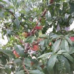 Satılır 7 otaqlı Həyət evi/villa, Novxanı, Abşeron rayonu 9