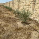 Продажа Участок, пос. Нардаран, Sea Breeze, Сабунчу район 13