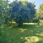 Kirayə (günlük) 3 otaqlı Bağ evi Qəbələ 9