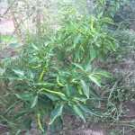 Продажа 7 комнатная Дома/Виллы, Мярдякан, Хязяр район 7