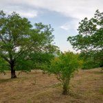 Satılır 3 otaqlı Həyət evi/villa İsmayıllı 16