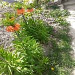 Satılır 3 otaqlı Həyət evi/villa Xızı 5