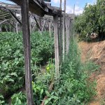 Продажа Участок, пос. Маштага, Сабунчу район 3