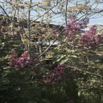 Satılır 3 otaqlı Həyət evi/villa Xızı 6