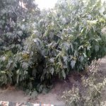 Satılır 4 otaqlı Həyət evi/villa, Zabrat qəs., Sabunçu rayonu 10