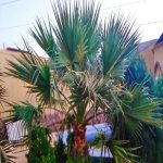 Satılır 4 otaqlı Bağ evi, Mərdəkan, Xəzər rayonu 7