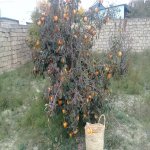 Satılır 5 otaqlı Bağ evi, Saray, Abşeron rayonu 21