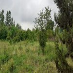 Satılır 4 otaqlı Həyət evi/villa Salyan 14