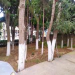 Kirayə (aylıq) 5 otaqlı Bağ evi, Maştağa qəs., Sabunçu rayonu 30