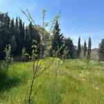 Satılır Torpaq, Mərdəkan, Xəzər rayonu 4