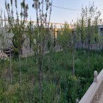 Satılır 8 otaqlı Həyət evi/villa, Binə qəs., Xəzər rayonu 2