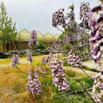 Продажа Объект, Туркян, Хязяр район 26
