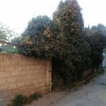 Satılır Torpaq, Bakıxanov qəs., Sabunçu rayonu 7