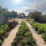 Satılır Torpaq, Novxanı, Abşeron rayonu 3