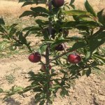 Продажа Участок Шамаха 10