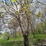 Satılır 3 otaqlı Həyət evi/villa İsmayıllı 27