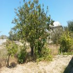 Satılır Torpaq Sumqayıt 7