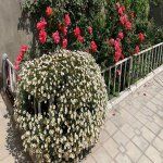 Satılır 3 otaqlı Həyət evi/villa, Masazır, Abşeron rayonu 10