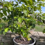 Satılır Torpaq İsmayıllı 15