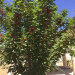 Satılır 9 otaqlı Həyət evi/villa, Novxanı, Abşeron rayonu 20