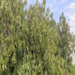 Продажа Участок, м. Короглу метро, пос. Нардаран, Сабунчу район 3
