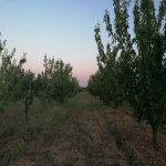 Продажа Участок Хачмаз 5