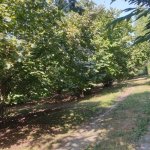 Satılır Torpaq Qəbələ 4