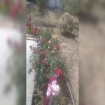 Kirayə (aylıq) 3 otaqlı Bağ evi, Şüvəlan, Xəzər rayonu 10