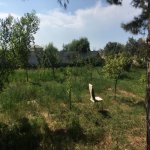 Satılır Torpaq, Novxanı, Abşeron rayonu 3