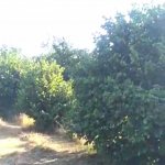 Satılır Torpaq Qəbələ 2