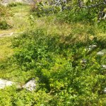 Satılır Torpaq, Digah, Abşeron rayonu 5