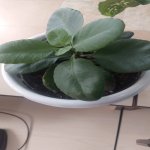 Kirayə (aylıq) 2 otaqlı Köhnə Tikili, Xalqlar dostluğu metrosu, Nizami rayonu 24