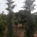 Satılır 5 otaqlı Həyət evi/villa, Bilgəh qəs., Sabunçu rayonu 50