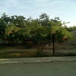 Продажа 3 комнат Дача, м. Короглу метро, пос. Сабунчу, Сабунчу район 13