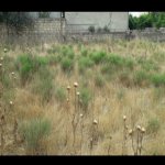Satılır Torpaq, Saray, Abşeron rayonu 3