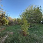 Satılır 9 otaqlı Həyət evi/villa, Novxanı, Abşeron rayonu 35
